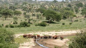 Tarangire National Park