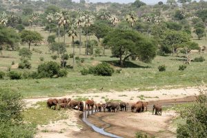 Tarangire National Park