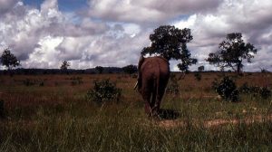 Mikumi National Park