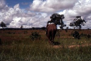 Mikumi National Park