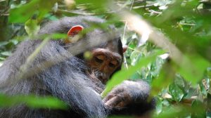 Gombe Stream National Park