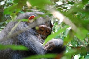 Gombe Stream National Park