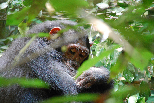 Gombe Stream National Park