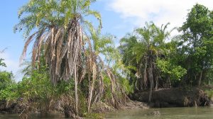 Saadani National Park