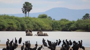 safari tanzania