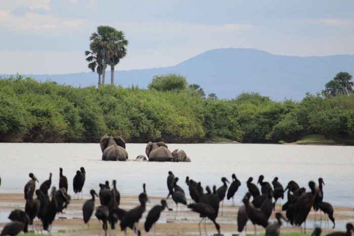 safari tanzania